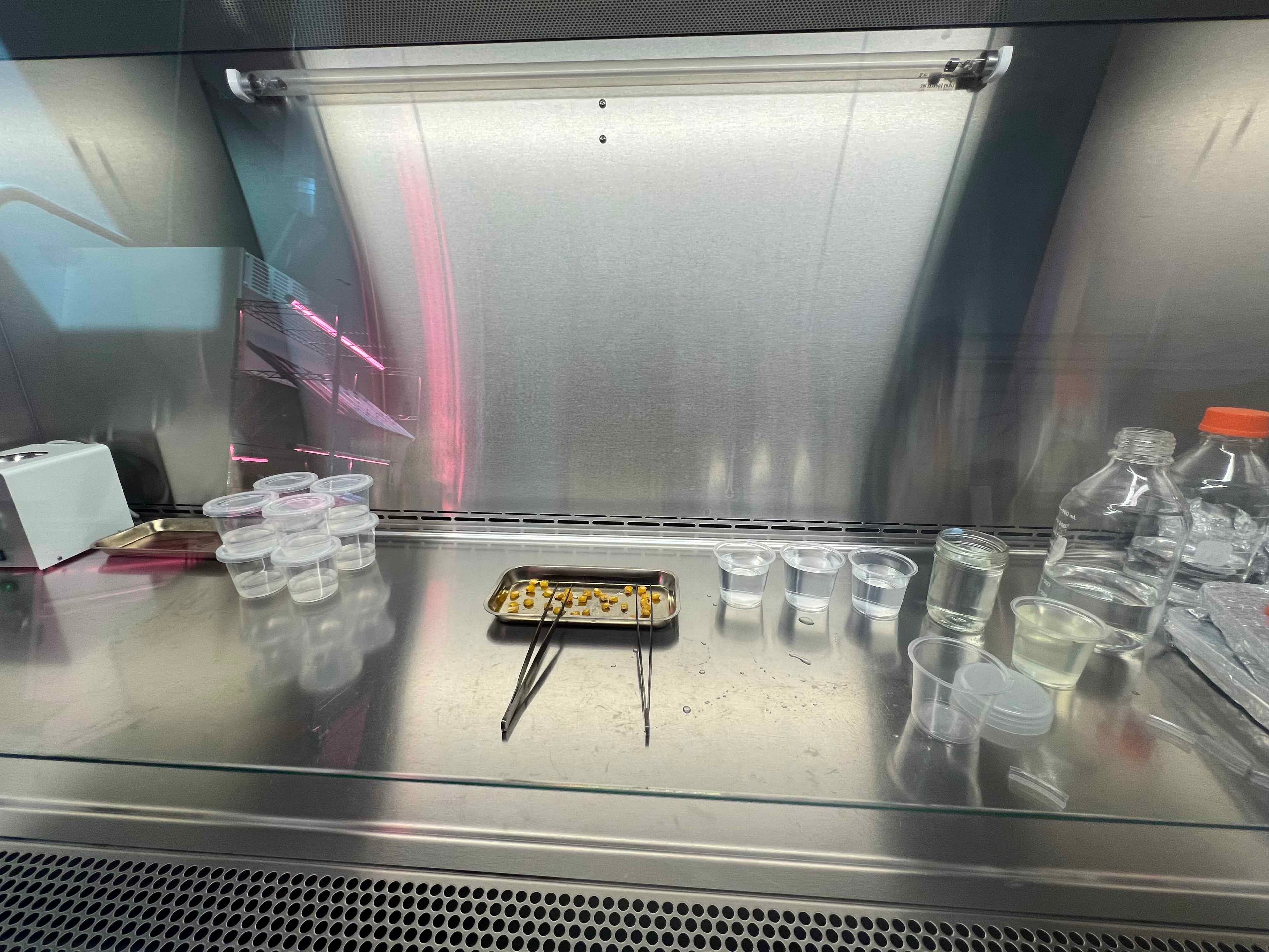 Sterile hood setup with tools, vessels, and plant material prepared for transfer